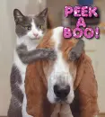 peek a boo