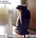 You come here often
