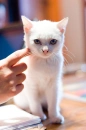 A cute kitten 