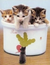 Smallest cat