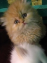 Kitten