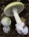 Amanita phalloides