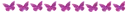 Purple Buttterfly Divider