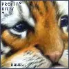 Tiger Cub