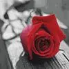 rose