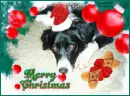 Merry Christmas Dog