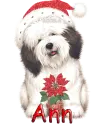 Ann