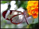 transparent butterfly