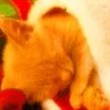 Christmas Kitty
