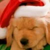 Christmas Puppy