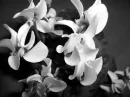 Grey Flower