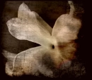 old flower