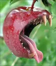 Apple bite