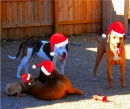 dogs