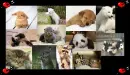 baby animals