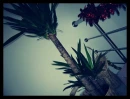 a plant