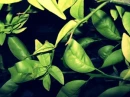 a_plant