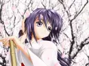 In the Sakura Petals