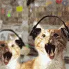 crazy cats