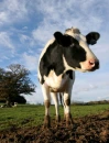 MOO i'm a pig