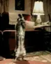 Cat Dance