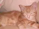 Ben's Pet