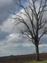 treeeeeeesss