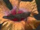 Grasshopper on a flower