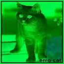 EMo cat