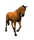 horse walking