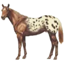 horse