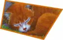 meow kitty  cats