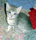 cats