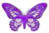 Purple Butterfly