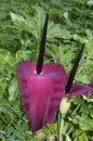 Voodoo Lily