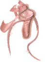 BalettcipÅ‘