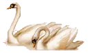 HattyÃºk