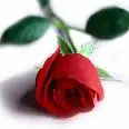 Single red rose