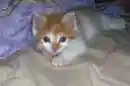 Bella