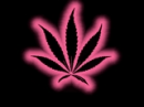 Pink Pot Leaf