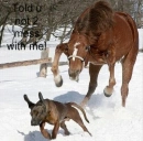 Horse
