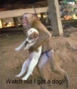 Monkey