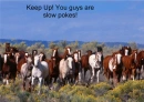 Horses