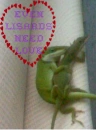 Lisards need love too