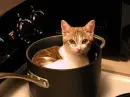 Cat Soup
