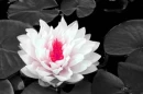 white flower
