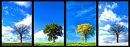 seasons