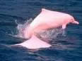 rare pink dolphin