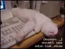 Cat ate mouse