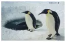 penguin love